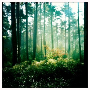 Wald