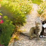 Cornwall-Träume im kleinen Katzencafé