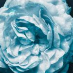 Das Tattoo des Mörders