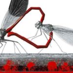 Der Flug der Libellen
