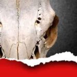 Die blutige Puppe: Chefinspektor Fuchs auf der Jagd