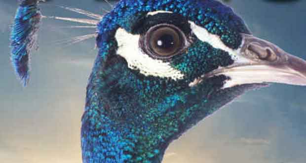 Ein Pfau am Nil