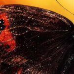 Endzeit – Tod in der Finsternis