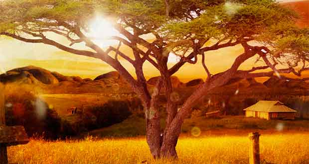 Im Schatten der goldenen Akazie: Australien-Roman