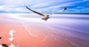 Das Skelett am Strand