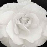 Liebe. Schmerz. Tod.