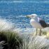 Mordglitzer Ostsee