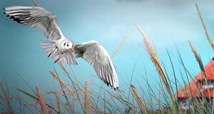 Nordsee Junge