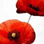 Poppy
