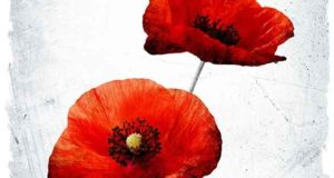 Poppy