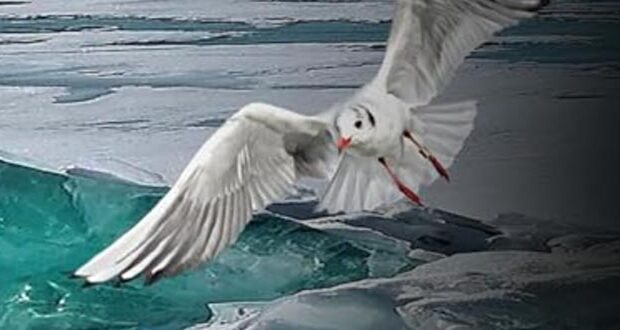 SoKo Nord - Eis auf Nordstrand