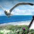 Todhungrige Ostsee