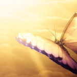 Wenn Schmetterlinge fliegen lernen